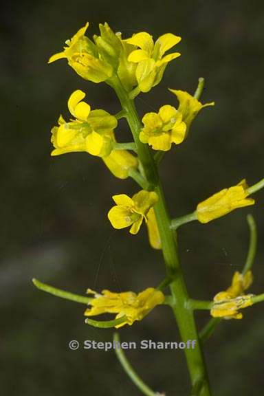 barbarea orthoceras 3 graphic